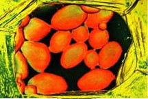 Microscopia 3 - Plastos